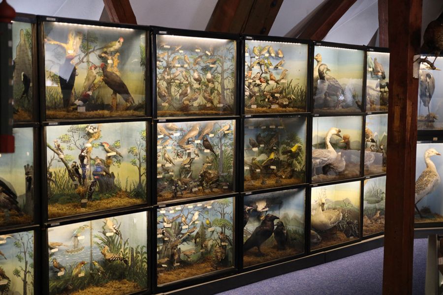 Tiersammlung 2IMGL5675